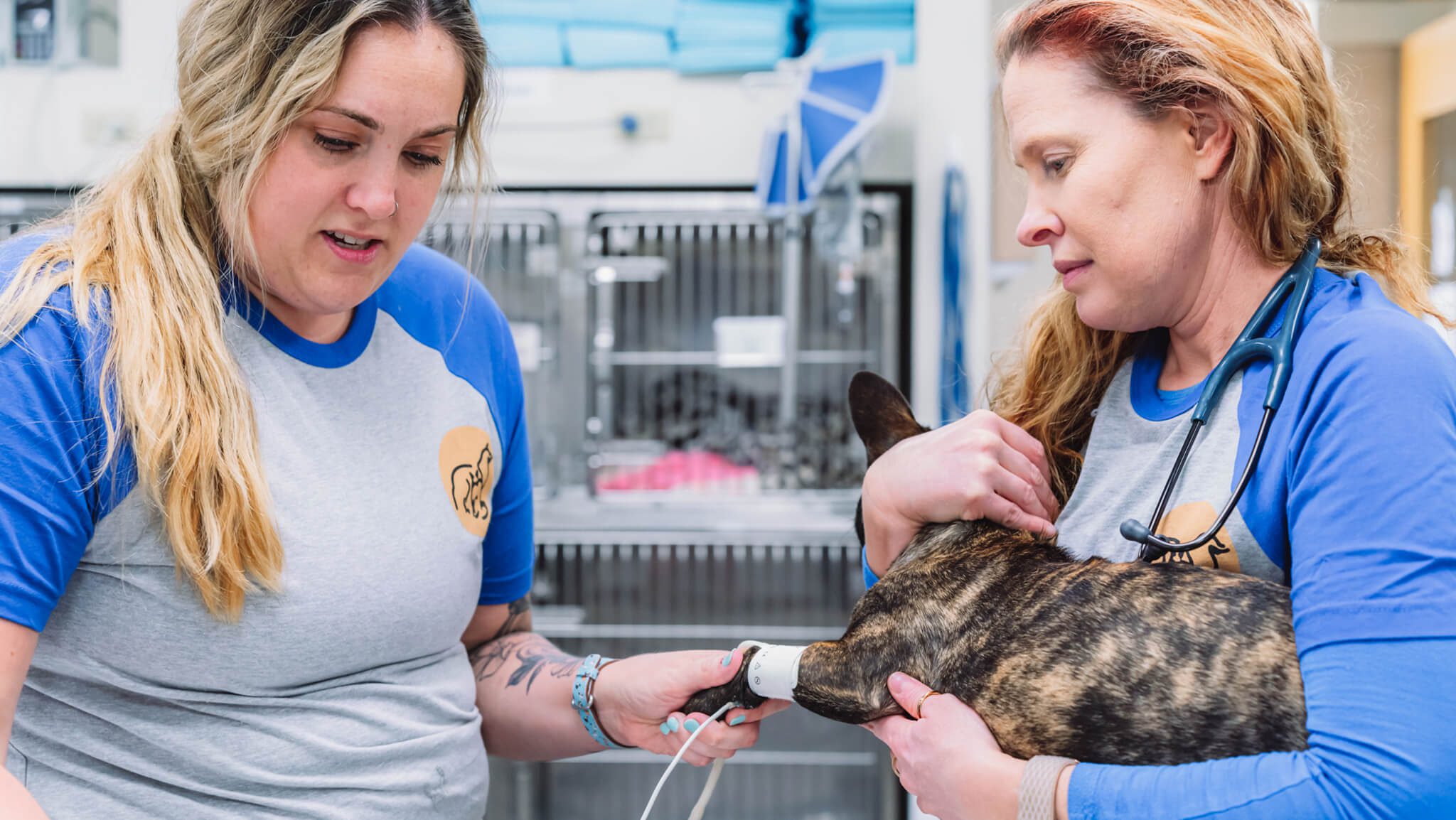 Team Helping Prep Small Dog