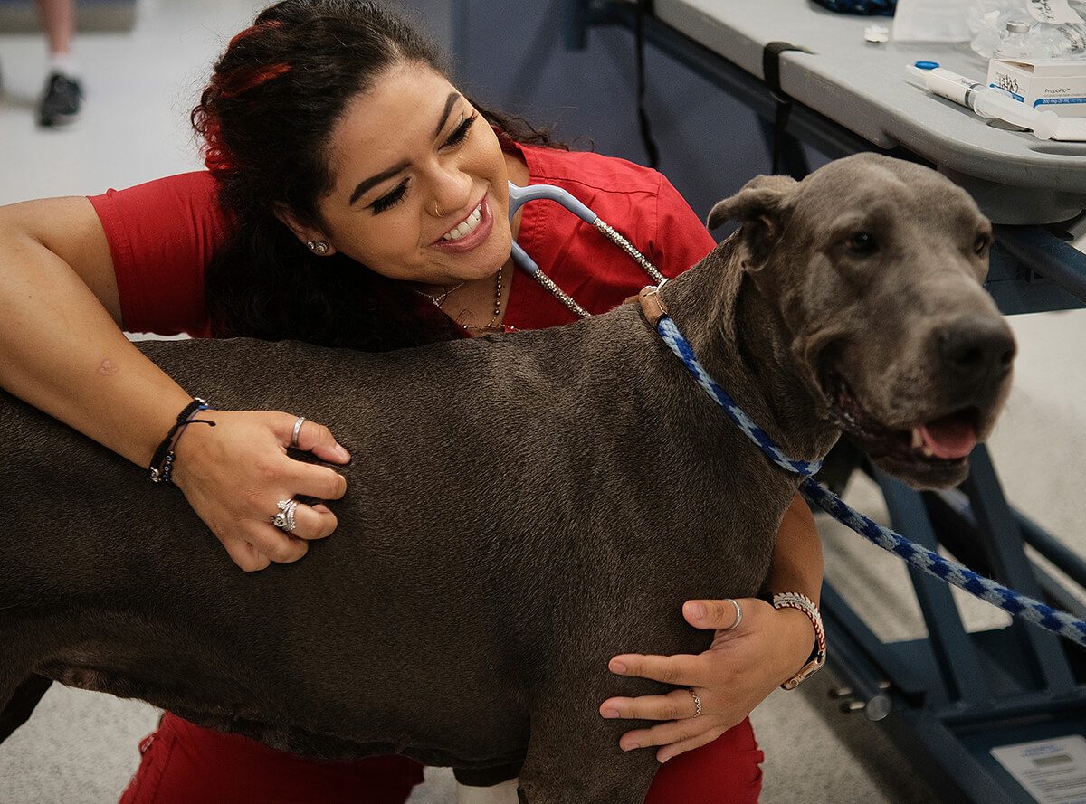 Vet Tech On Floor With Large Dog