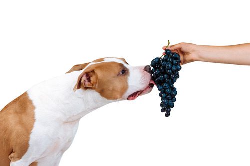 American-Staffordshire-terrier-licks-grapes