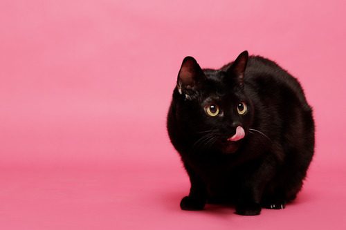 black-cat-licking-its-nose-on-pink-background