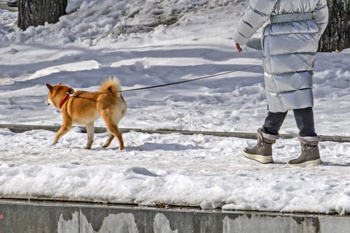 woman-walks-with-her-dog-along-a-snow-covered-park-alley