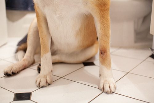 close-up-of-mixed-breed-dog's-paws-with-hotspot-on-right-paw