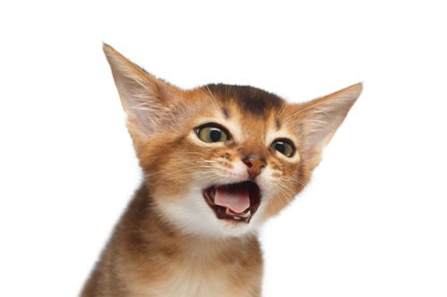 Abyssinian-Kitty-with opened-mouth-on-Isolated-white-background