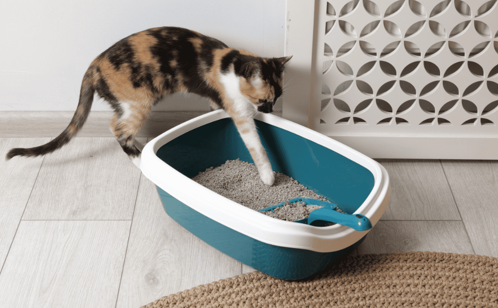 urinary blockage in cats