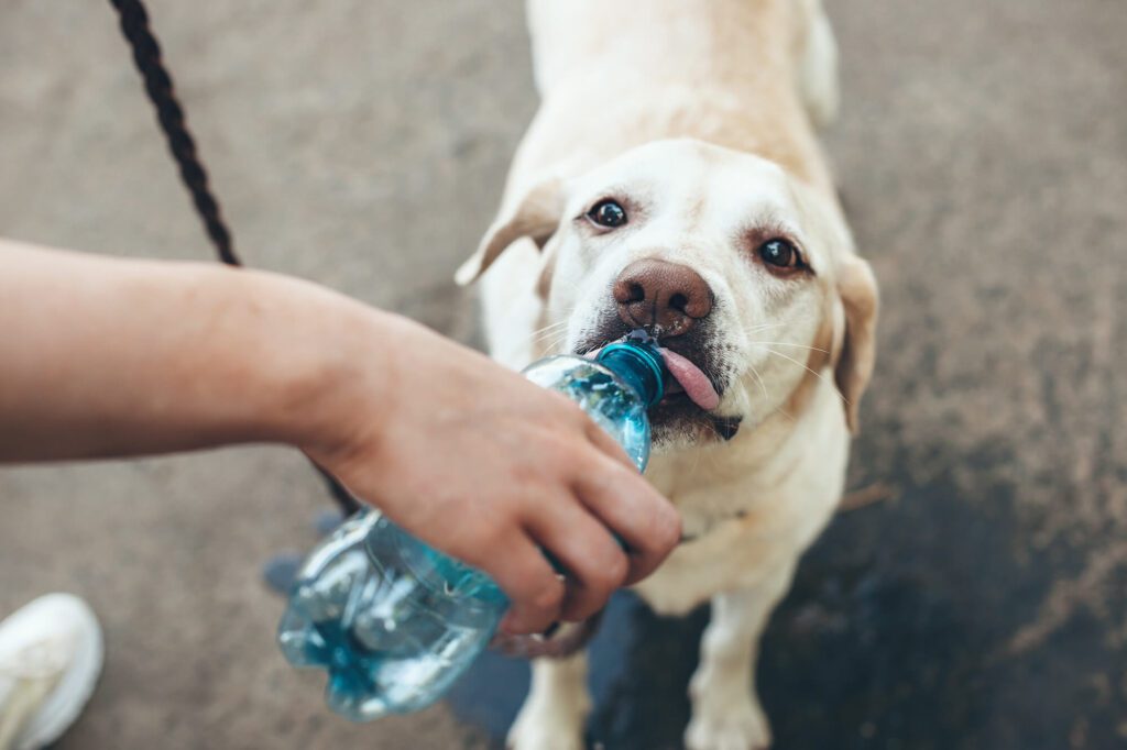 Should I Wory That My Dog Is Drinking Alot