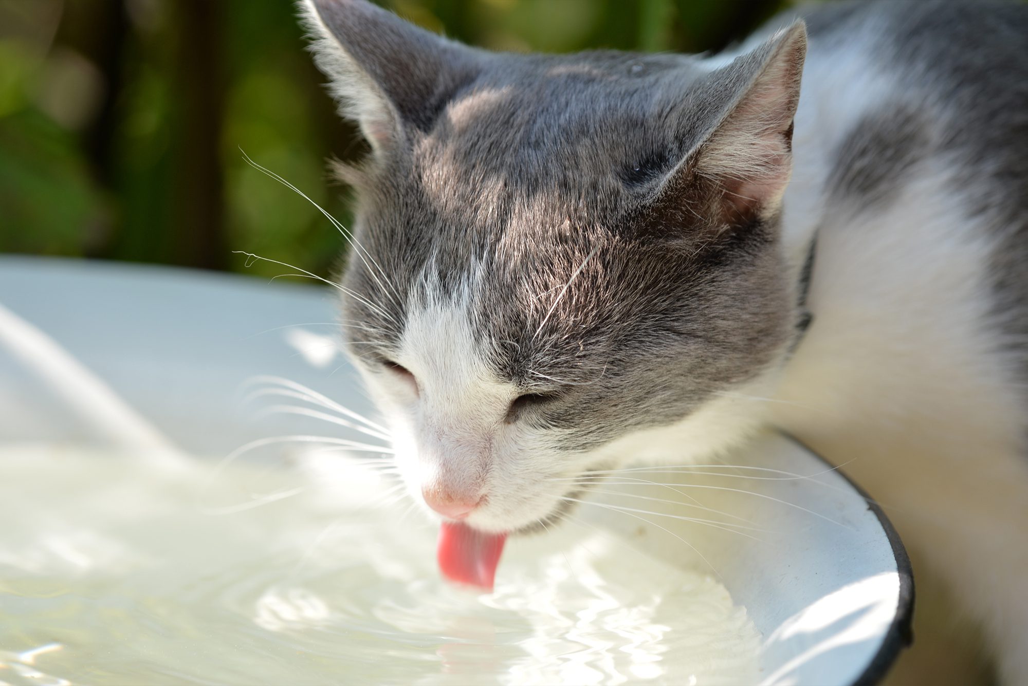 Why Cat Dehydration Is A Serious Emergency