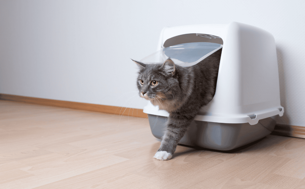 Cat going in litter box, Blood In Cat Urine