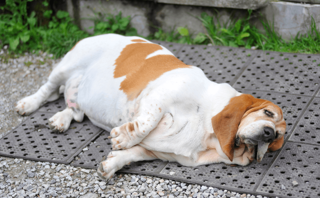 A Basset Hound laying on the ground, potentially suffering from bloat. dog bloat timeline