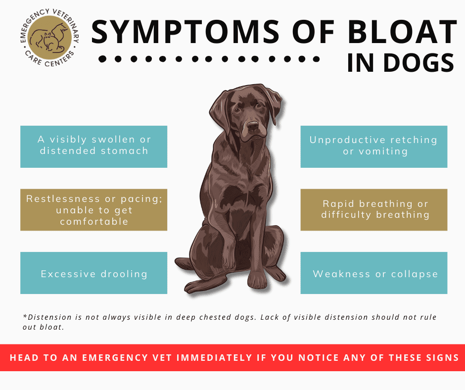 Symptoms Of Dog Bloat Infographic