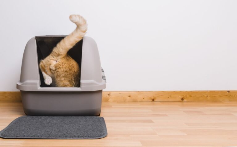 Blood In Cat Urine: The 5+ Most Common Causes | EVCC - Blood In Cat Stool And Urine
