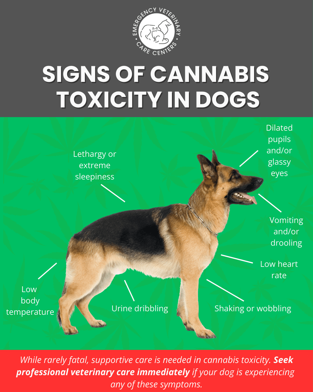 Cannabis Toxicity Infographic Cannabis Toxicity Infographic, Signs of Cannabis Toxicity in Dogs and How to Tell If Your Dog Ate Weed