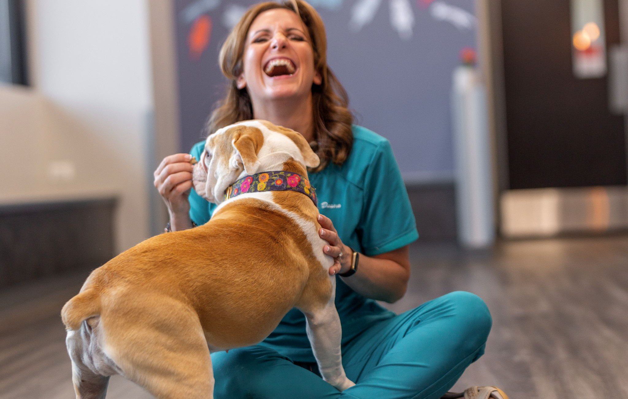 EVCC vet tech gives bulldog patient treats, zeeland vet