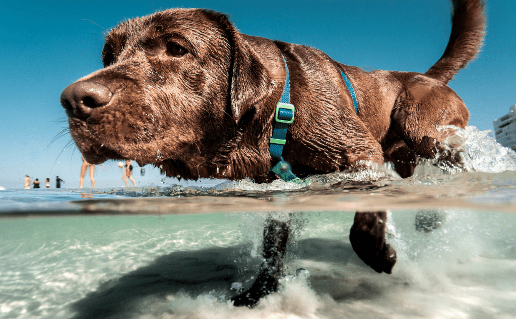 Chocolate lab walking in water at a beach, dog water safety