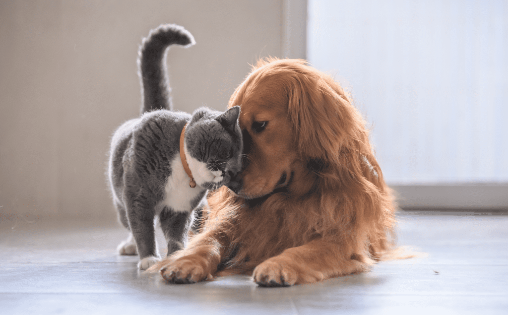 Pet Emergency Fund