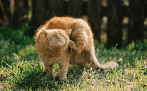 Outdoor Dangers Cats Blog. Cat itching neck outside, cat bug bite