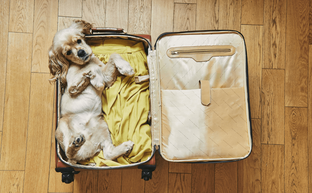 Traveling With Pets Essential Advice Blog