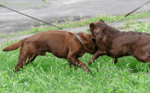Two dogs fighting, Dog Fight Wounds: Treatment Tips If Your Dog is Injured by Another Dog, dog fight wounds