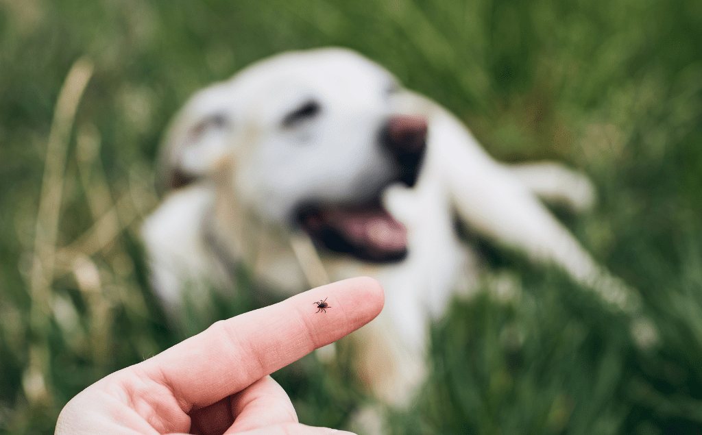 A Pet Owner's Guide to Lyme Disease in Dogs, lyme disease symptoms in dogs