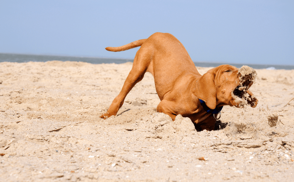 Dog eating sand at a beach, Dog Ate Sand? Signs & Treatment of Sand Impaction