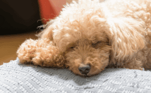 Addisonian Crisis in Dogs: Symptoms and How to Treat