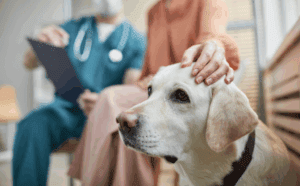 When Every Second Counts: Common Pet Emergency Surgeries Blog