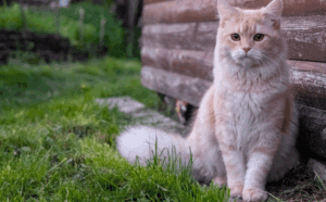 What are the FIV Symptoms in Cats? | EVCC