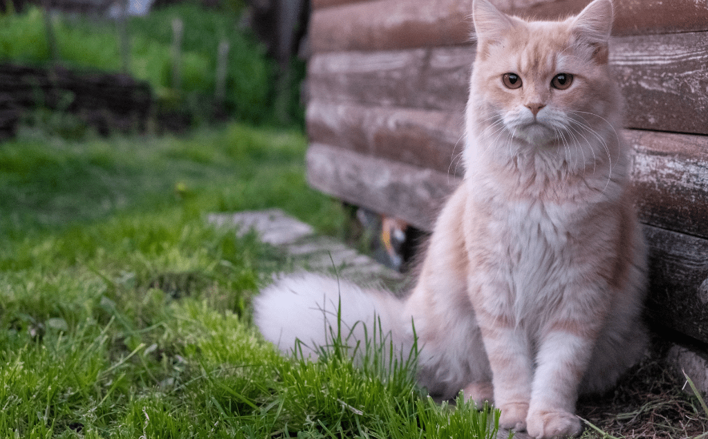 What are the FIV Symptoms in Cats? | EVCC