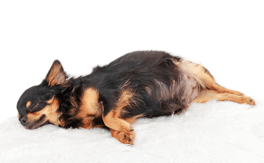 The Early Signs and Symptoms of Pyometra in Dogs