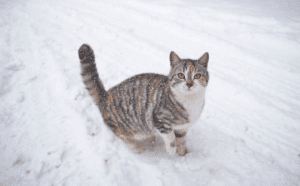 can cats get sick from cold weather