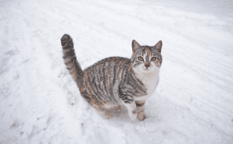 A Cat Owner’s Guide to Winter Safety and Cold Weather Hazards ...