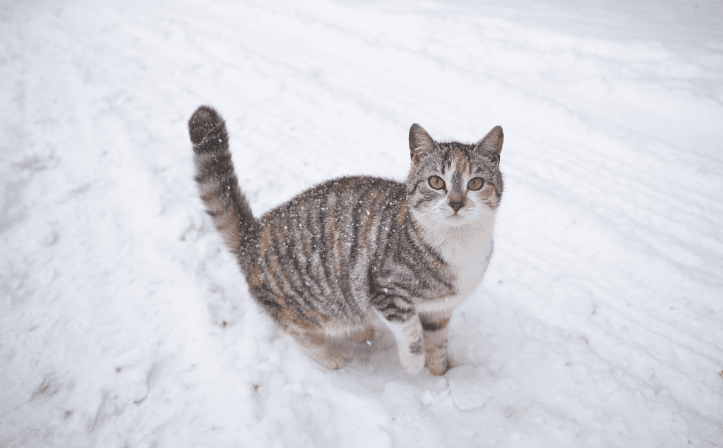 can cats get sick from cold weather