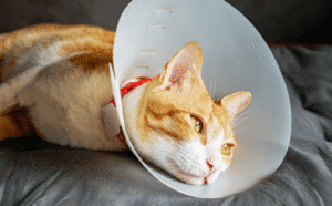 Cat Apoquel, Can Cats Take Apoquel?