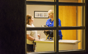 Cost Of Emergency Vet Care, why are emergency vets so expensive blog