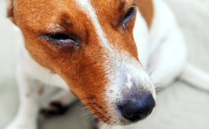 Allergic Reaction Pets