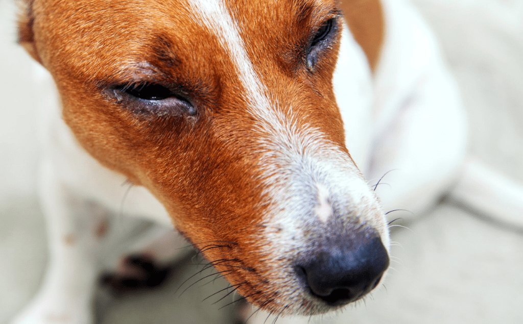 Allergic Reaction Pets