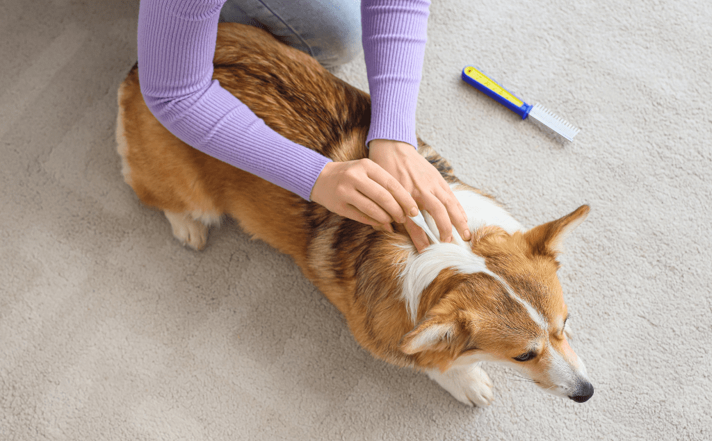 What Do I Do If My Dog Has Fleas? | EVCC