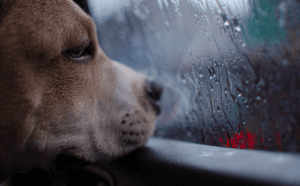 Your Ultimate Guide to Evacuating with Pets in Severe Weather