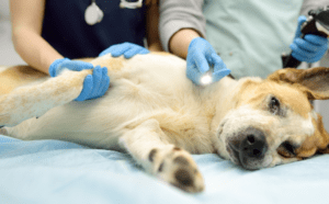 Dog Hit By Car