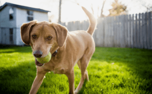Cat and Dog Insecticide Poisoning Symptoms | EVCC