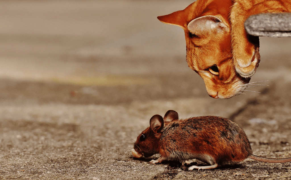 Rodenticide Poisoning in Dogs and Cats