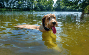 Blue-Green Algae Dog Poisoning: Signs, Treatment & Prevention | EVCC