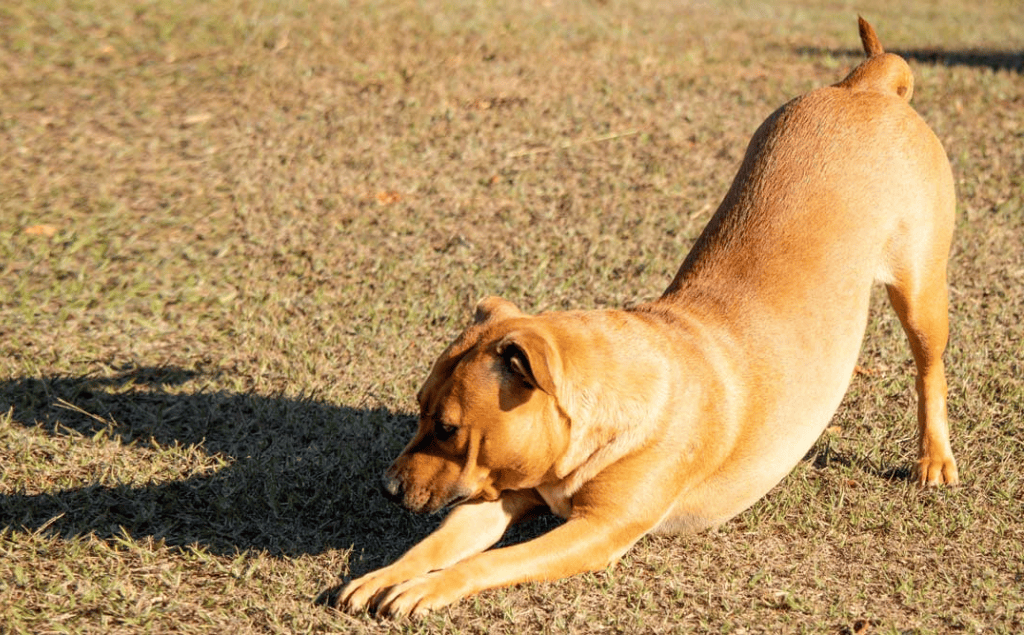 Dog Pancreatitis