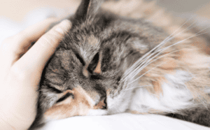 When to Take Your Dog or Cat to the Emergency Vet: Signs of a Pet Emergency