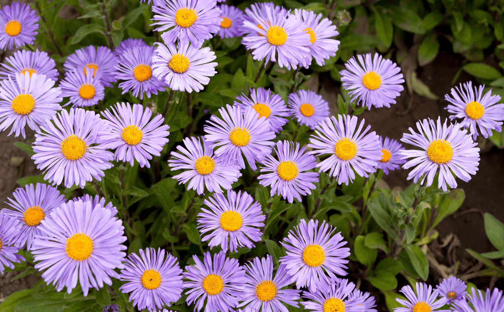 Aster