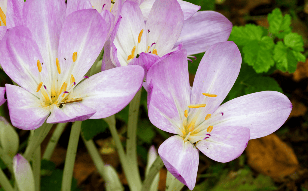 Autumn Crocus