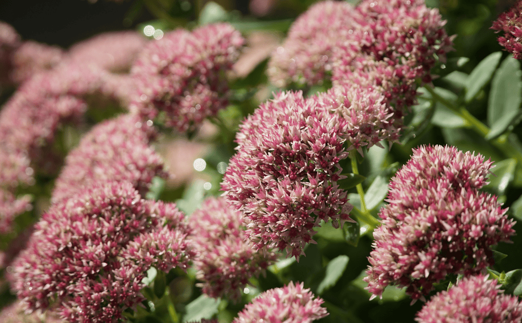 Autumn Joy Sedum