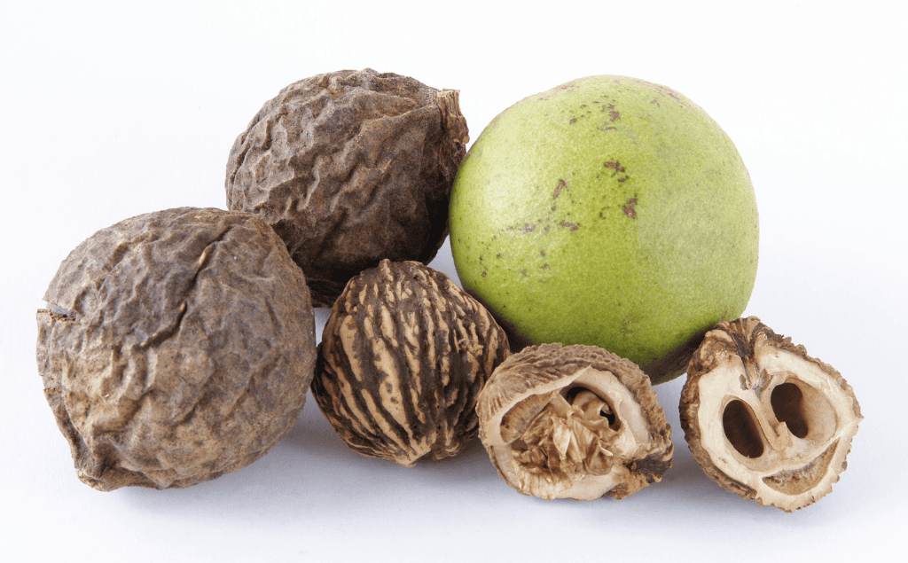 Black Walnut