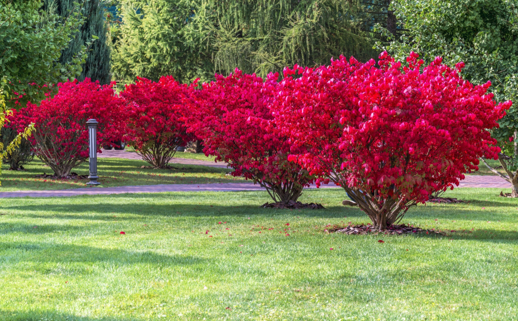 Burning Bush