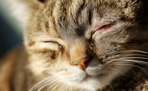 Cat Eye Infection Symptoms: Is It an Emergency?