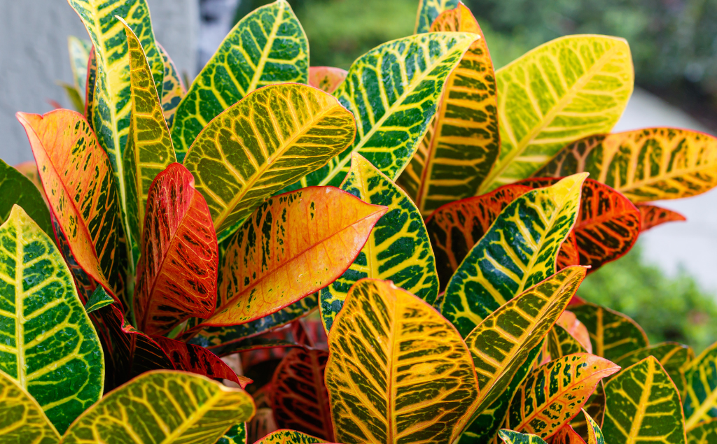 Croton